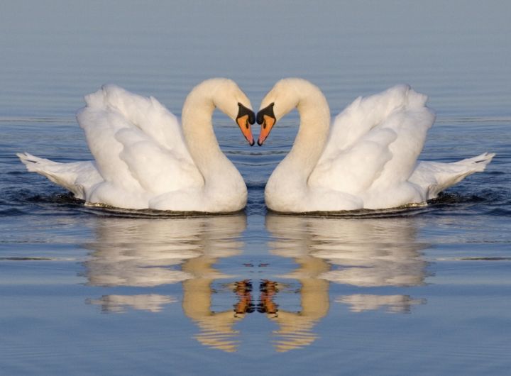 swans floating on lake - parents can argue nicely