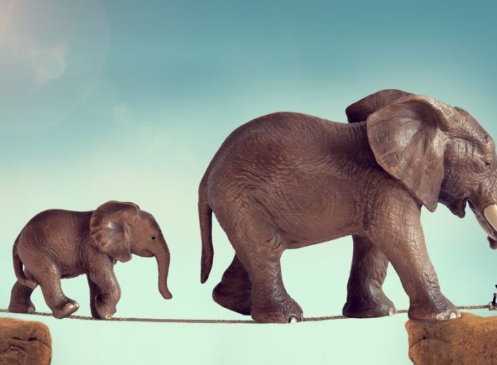 mother and baby elephant walking on a tightrope